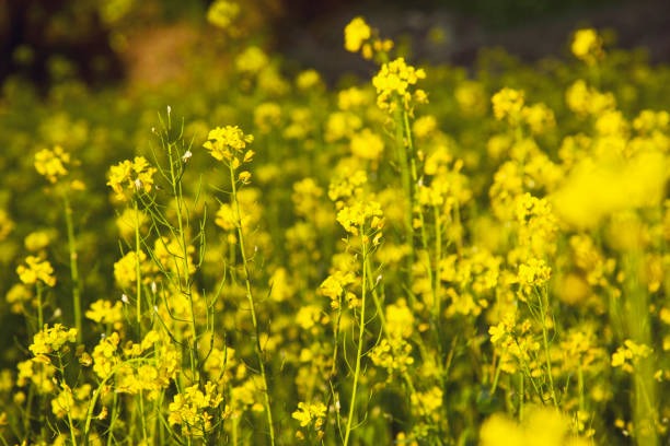 The Root of Renewal Herbal Gardens That Heal Naturally